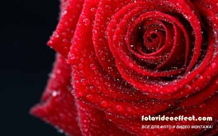 Всяческие и исключительно  прекрасные розы
