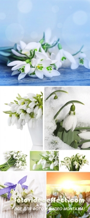 Stock Photo: Spring snowdrop flower