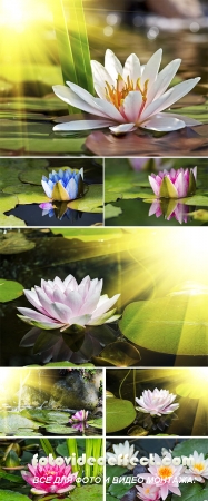  Stock Photo: Beautiful water lily in the light