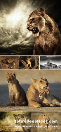 Stock Photo: Look of a lioness