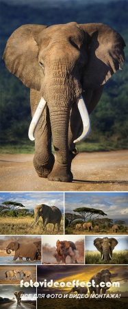 Stock Photo: Elephants family