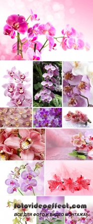 Stock Photo: Orchid flower