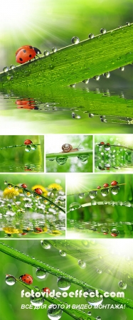Stock Photo: Fresh morning dew and ladybird
