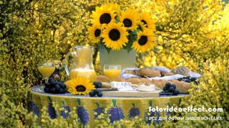  Безмерно шикарные и многообразные подсолнухи