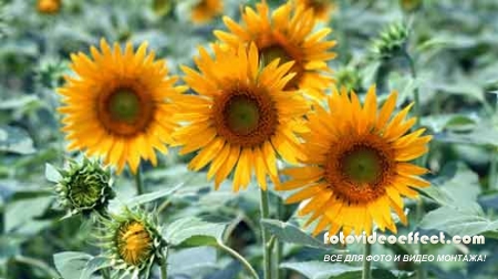  Безмерно шикарные и многообразные подсолнухи