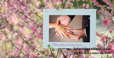 Photo Gallery and Cherry Blossoms - Project for After Effects (Videohive)