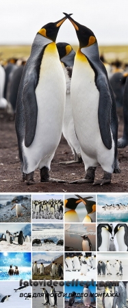 Stock Photo: King Penguins