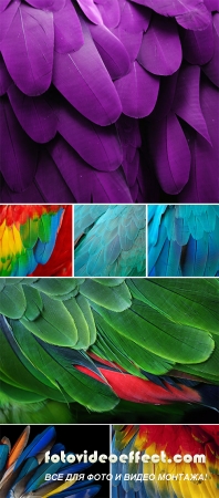 Stock Photo: Backgrounds of parrot feathers