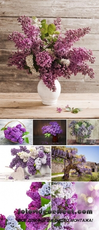 Stock Photo: Lilac flowers