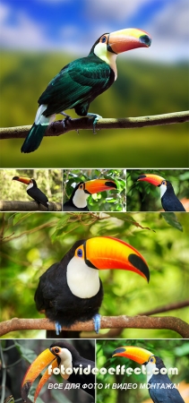 Stock Photo: Toucan