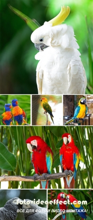 Stock Photo: Parrots