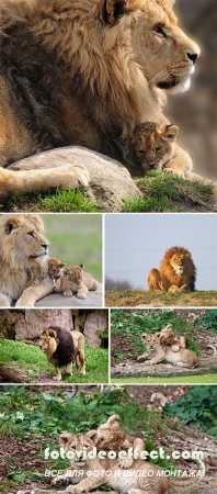 Stock Photo: Lions