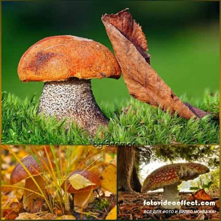  Всевозможные фото отличных грибов