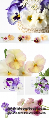 Stock Photo: Pansies, spring flowers