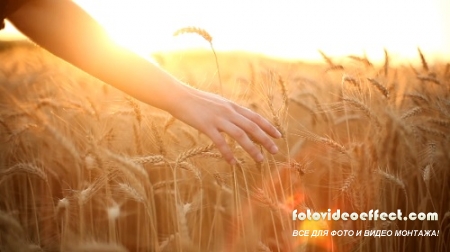 Videohive - Hands On Cereal Field