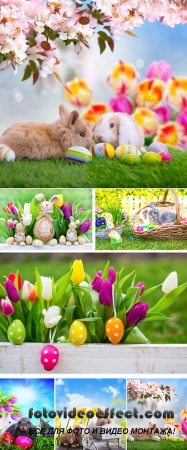Stock Photo: Easter bunny in the grass