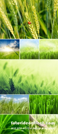 Stock Photo: Green wheat field