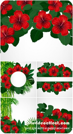 ,     / Hibiscus, tropical plants vector