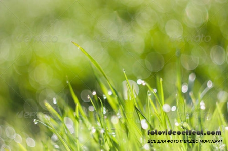 Morning Dew with Bokeh 4