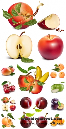     , , ,  / Fruits and berries vector, pear, plum, apple