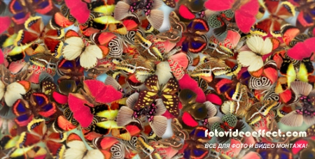 Elegant Butterflies - Project for After Effects (Videohive)