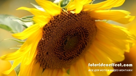  HD / Sun Flower HD